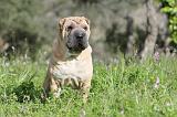 SHAR-PEI 394